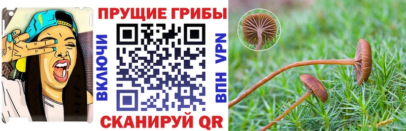 Галлюциногенные грибы Psilocybine cubensis  MEGA ССЫЛКА  Пошехонье 